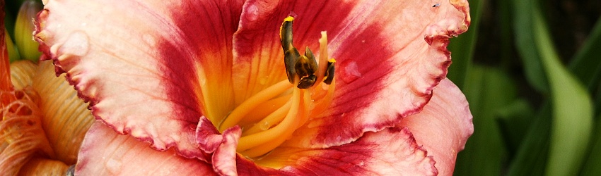 Hemerocallis banner